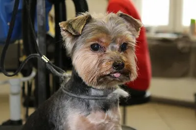 Salon Pusia - Pielęgnacja Zwierząt